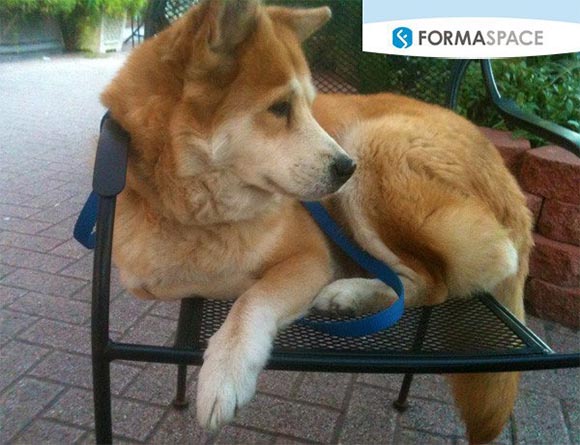 More and more our pets are becoming part of the family. Here Haji the Jindo dog rests comfortably in a chair at a cafe. Formaspace customer Antech Diagnostics is a world-leading provider of veterinary laboratory testing services. More and more our pets are becoming part of the family. Here Haji the Jindo dog rests comfortably in a chair at a cafe. Formaspace customer Antech Diagnostics is a world-leading provider of veterinary laboratory testing services.
