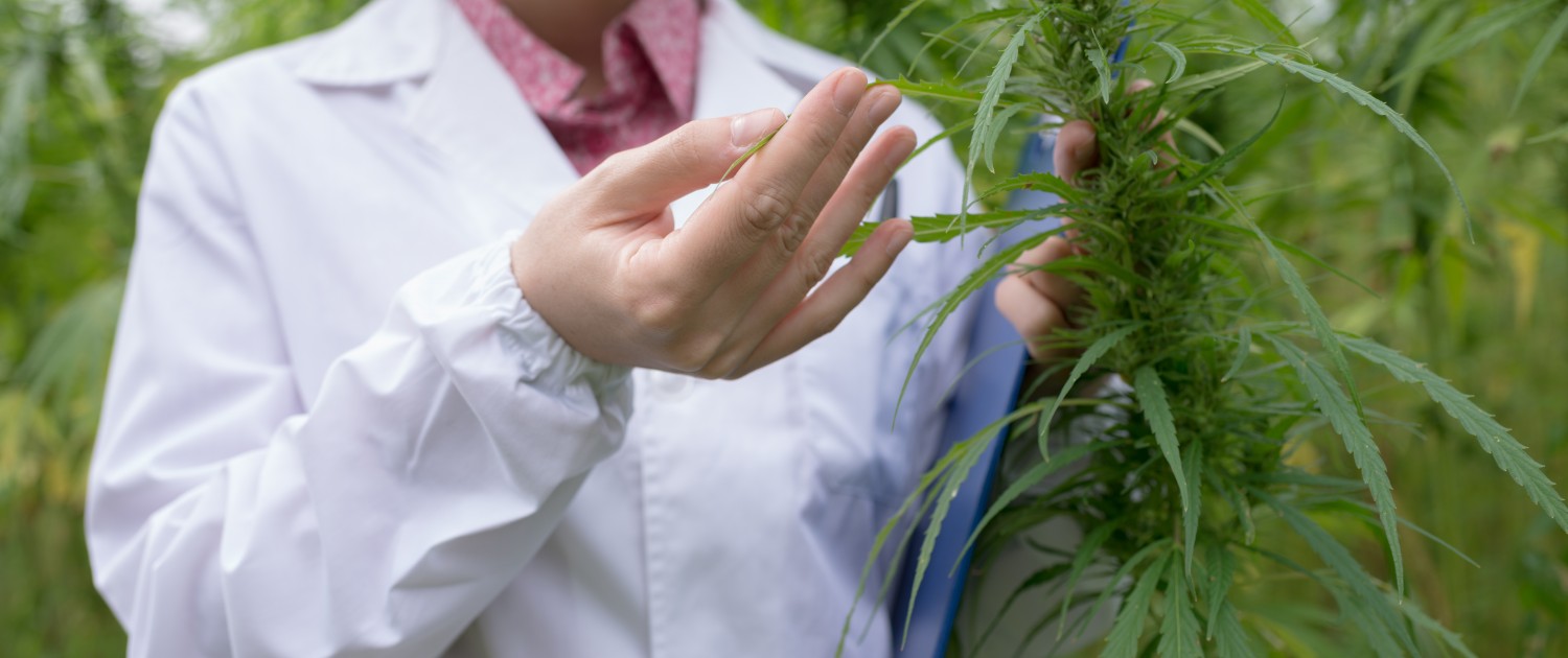 Doctor testing cannabis sativa flowers in the field