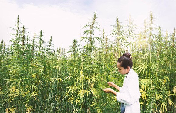 marijuana in universities