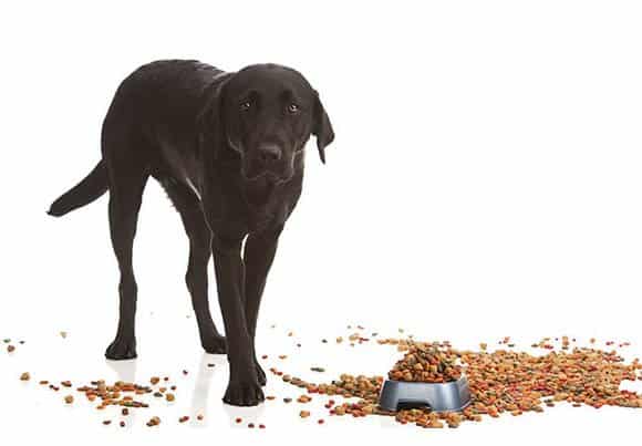 pet food testing