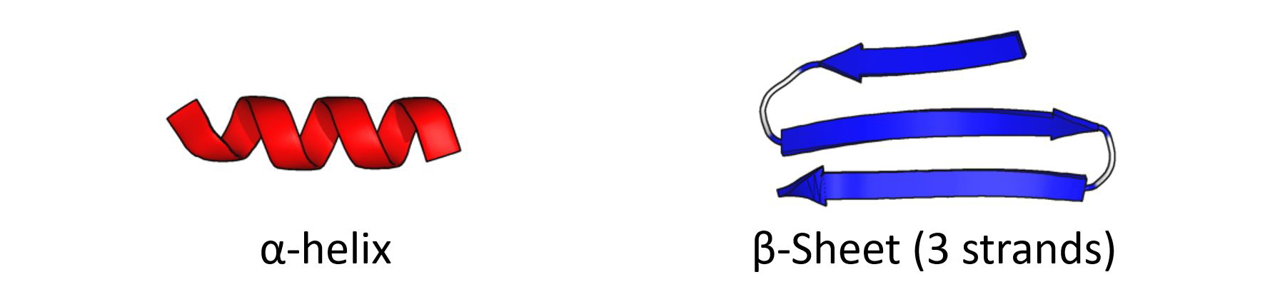 alpha helix and beta sheet