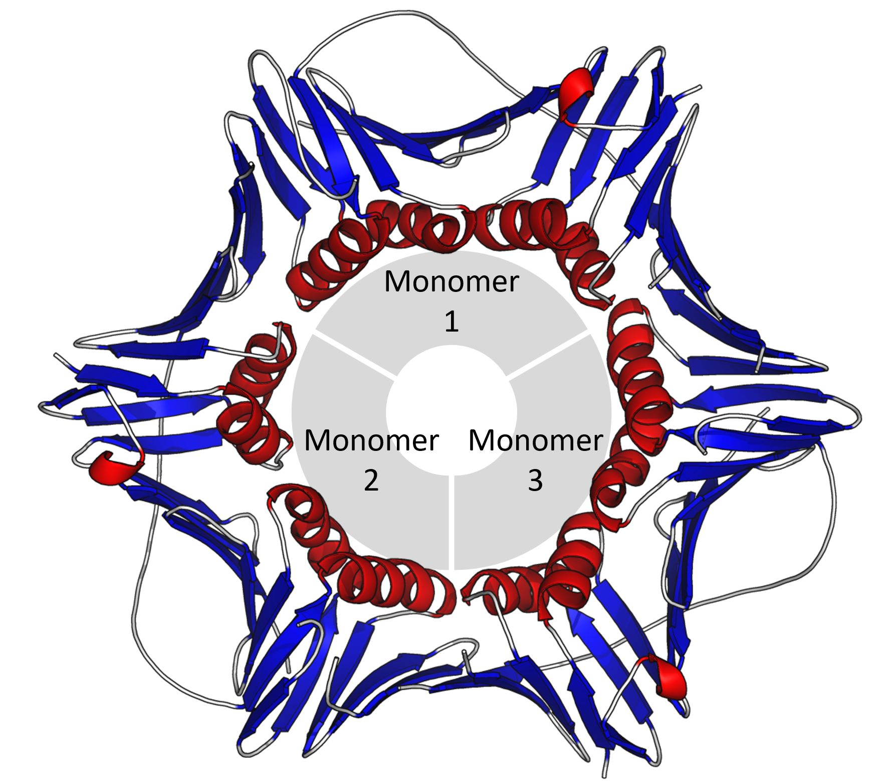 proliferating cell nuclear antigen