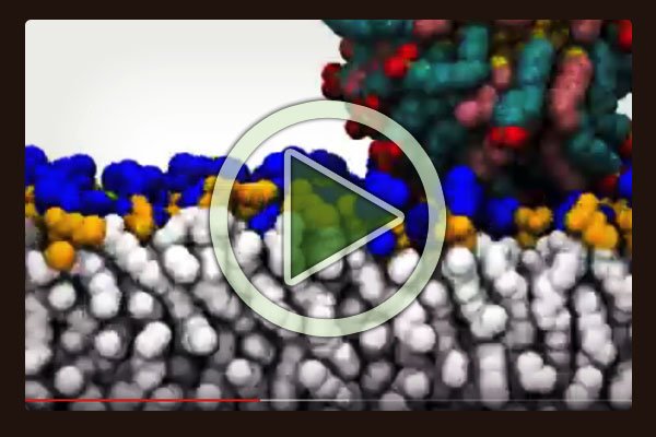 MIT researchers investigate gold nano-particles crossing the cell membrane barrier. MIT researchers investigate gold nano-particles crossing the cell membrane barrier.